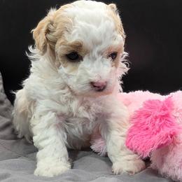 Jill - White female Poodle puppy in Walterboro, South Carolina from Puddlejumpers