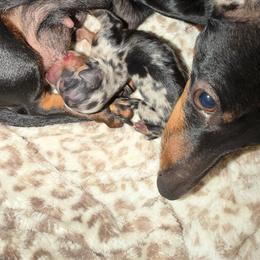 Boy One - Dapple male Dachshund puppy in Phoenix/Chandler, Arizona from Jennifer's Guardian Doxies