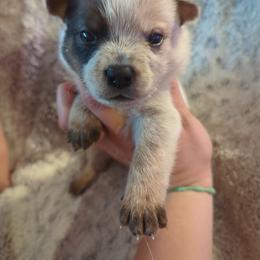 Hayes - Red speckled male Australian Cattle Dog puppy in Mena, Arkansas from Red Desert Australian Cattle Dogs