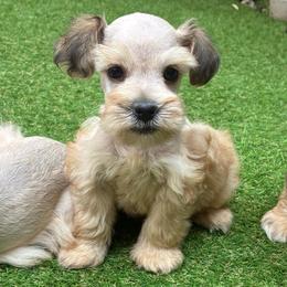 Summer - Wheaten female Miniature Schnauzer puppy in Menifee, California from Moonshine’s Minis