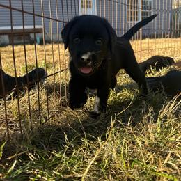 Yellow - Black female Labrador Retriever puppy in Middleton, New Hampshire from Tag Hollow