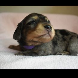 Strudel - Dapple male Dachshund puppy in Venice, Florida from Seaside kennels