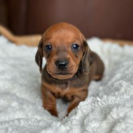 Athos - Red male Dachshund puppy in Crystal, Michigan from Mare-Bella Smoothcoat Edition