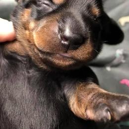 Dachshund Puppies from Pasek Kennels