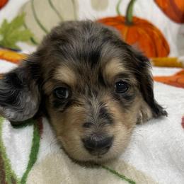Rose     Pet only - Dapple female Dachshund puppy in Bullard, Texas from Mimidachs of Texas