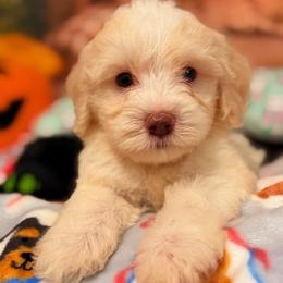 Oakley - Cream and white male Aussiedoodle puppy in Dickerson, Maryland from Pawsome Aussie Doodles and Oodles
