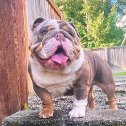 Loui - Bulldog