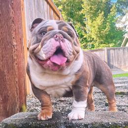 Loui - Bulldog