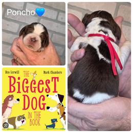 Poncho - Liver and white male English Springer Spaniel puppy in Freeland, Michigan from McNally's Springer Spaniels