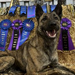 Dutch Shepherds from Mill Iron Dutch Shepherds