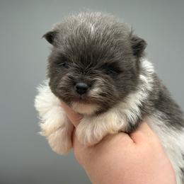 Rosebud - Blue parti female Pomeranian puppy in Newark, Ohio from Keeperofstars Pomeranians