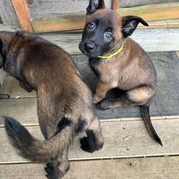 Belgian Malinois Puppies from Focused Obedient Belgian Malinois