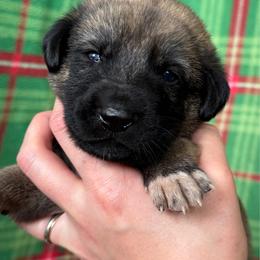 Notos - Gray fawn female Anatolian Shepherd Dog puppy in Rapid River, Michigan from Echolight Australian Shepherds