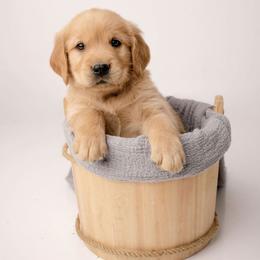 Abe - Dark golden male Golden Retriever puppy in Buhl, Idaho from Atkinson's Goldens