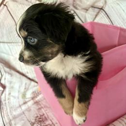 Claus - Black tri male Miniature Australian Shepherd puppy in Port Saint Lucie, Florida from Charlene Brannon's Mini Australian Shepherds