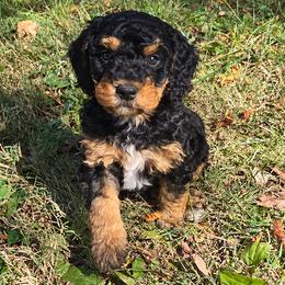 Chloe - Tri-color female Bernedoodle puppy in Crawfordsville, Indiana from Winding Creek Ranch Doodles