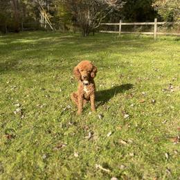 Honey - Poodle