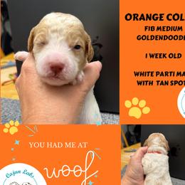 Biscuit: Orange Collar - Parti male Goldendoodle puppy in Raceland, Louisiana from Cajun Doodles