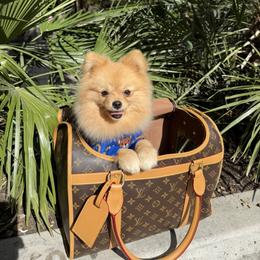 Charlie - Pomeranian
