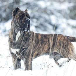 U2 - Cane Corso