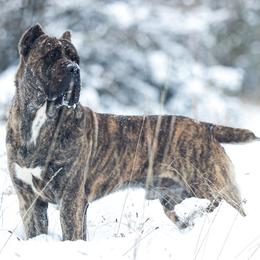 U2 - Cane Corso