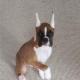 Barry- Show Prospect - Fawn male Boxer puppy in Toledo, Ohio from Julie Wilmore Olympic Boxers