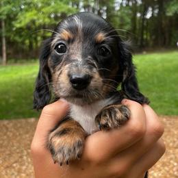 Raven - Dapple female Dachshund puppy in High Hill, Missouri from High Hill Hounds