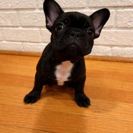 Levi - Black and white female French Bulldog puppy in Orange, California from French Farms