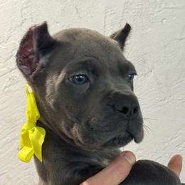 Boy 3 - Gray brindle male Cane Corso puppy in Highland, Illinois from C&I Elite Cane Corso