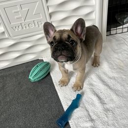 French Bulldog Puppies from A Cute Pair of Frenchies
