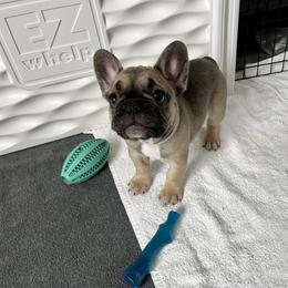French Bulldog Puppies from A Cute Pair of Frenchies
