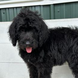 Cappuccino - Black female Labradoodle puppy in Batesville, Arkansas from Morris Farmyard