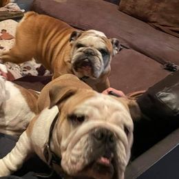 Bulldogs from Hartland Sky Bulldogs