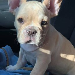 French Bulldog Puppies from Meraki Bulldogs