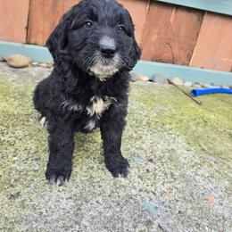 Meg - Parti female Saint Berdoodle puppy in Castle Rock, Washington from PNW Saint Berdoodles