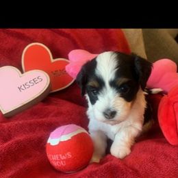Havanese Puppies from Rag Muffins