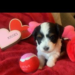 Havanese Puppies from Rag Muffins