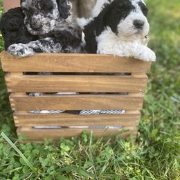 Sheepadoodle Puppies from Primrose Cottage Puppies