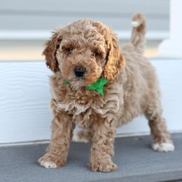 Goldendoodle Puppies from Doodle Squad Puppies
