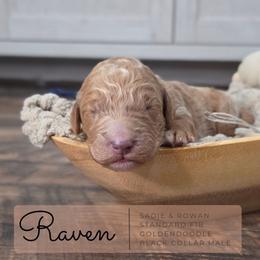 Black - Cream male Goldendoodle puppy in West Chester, Ohio from Doodles of West Chester
