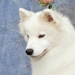 Mica - Samoyed