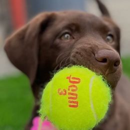 Labrador Retrievers from Benvenuti Ranch Labradors