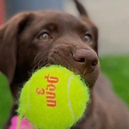 Labrador Retrievers from Benvenuti Ranch Labradors