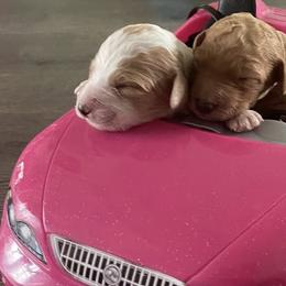 Goldendoodles from Farihope family