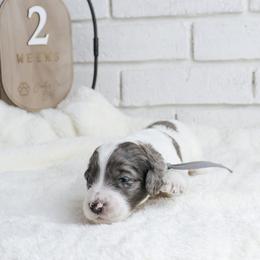 Dolly - Merle female Labradoodle puppy in Bryantown, Maryland from Doodles on Duty