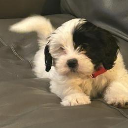 Lhasa Apso Puppies from Cynthia's Lhasa Apsos