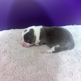Purple Female - Blue female Pembroke Welsh Corgi puppy in Vincennes, Indiana from Box Alarm Farm