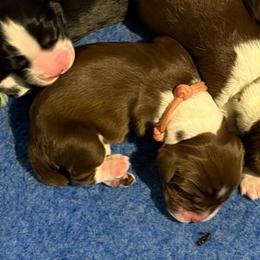 Pink - Liver and white female English Springer Spaniel puppy in St. Louis, Missouri from Three Doves