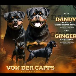 Ginger and Dandy's litter - Rottweiler
