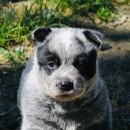 Annie - Blue mottled female Australian Cattle Dog puppy in Redding, California from Macushla Kennel